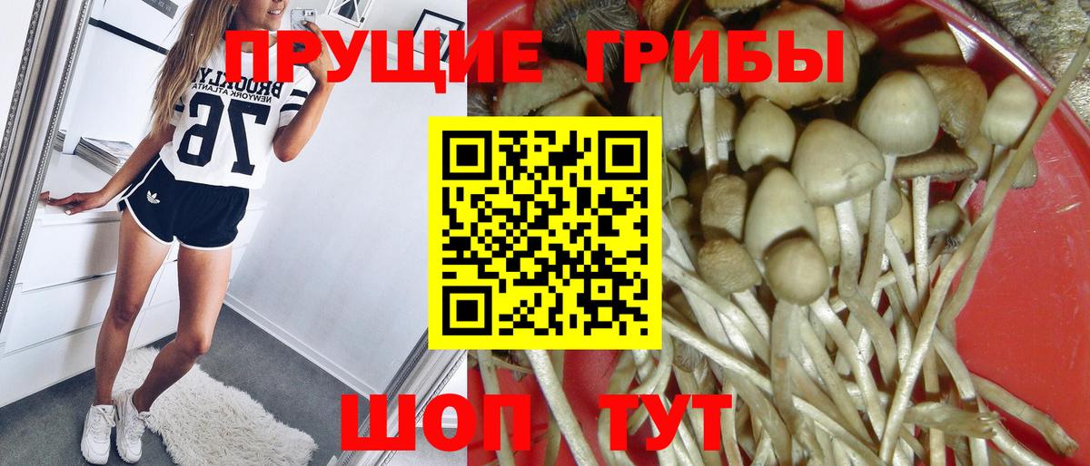 Кудымкар  Галлюциногенные грибы Psilocybe  Вход с VPN 